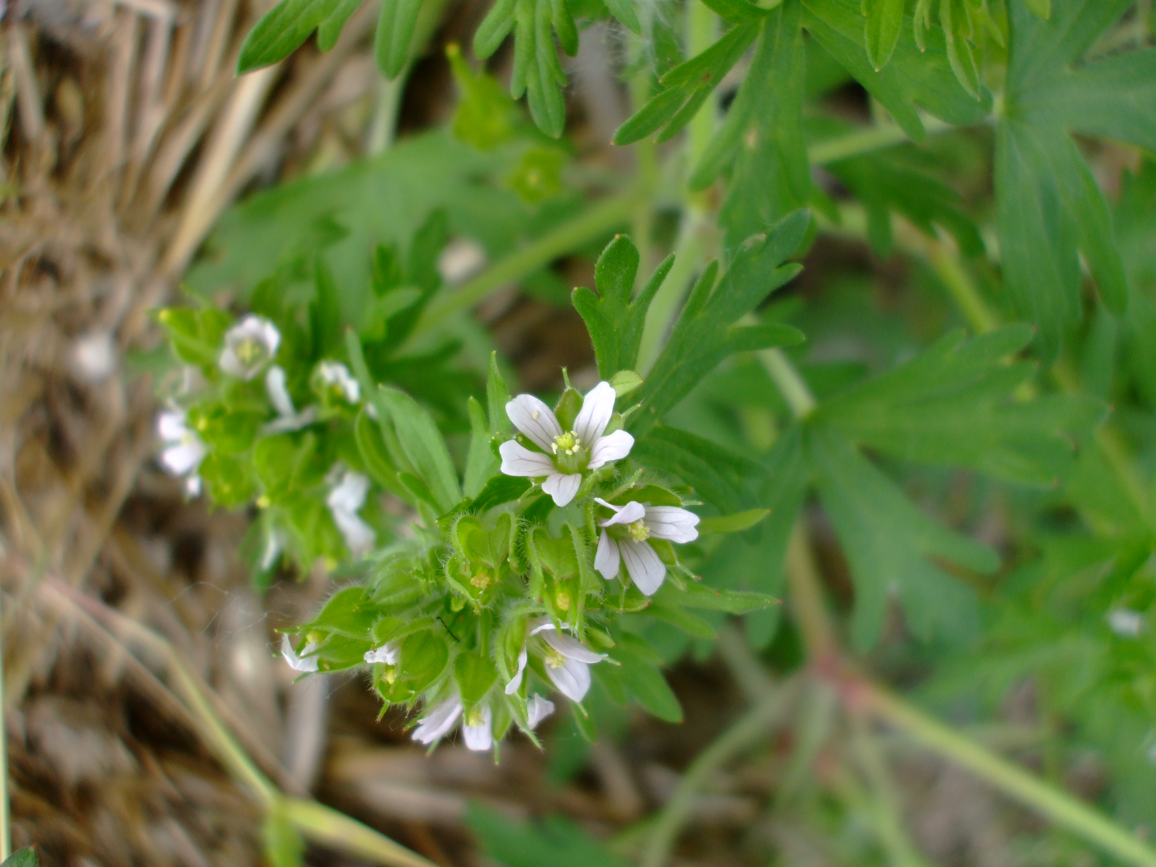 Geranium carolinianum